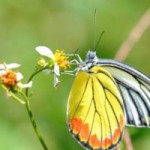 Researchers Evaluate Butterflies for Solar Cell Improvements!