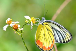 Butterfly Solar Cells